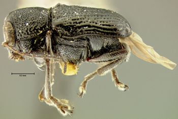 Media type: image;   Entomology 24939 Aspect: habitus lateral view